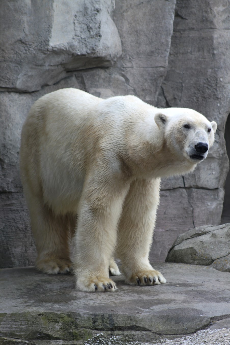 Zoo am Meer - Polar bear