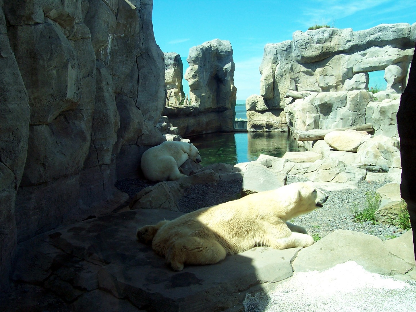 Zoo am Meer - Polar bears