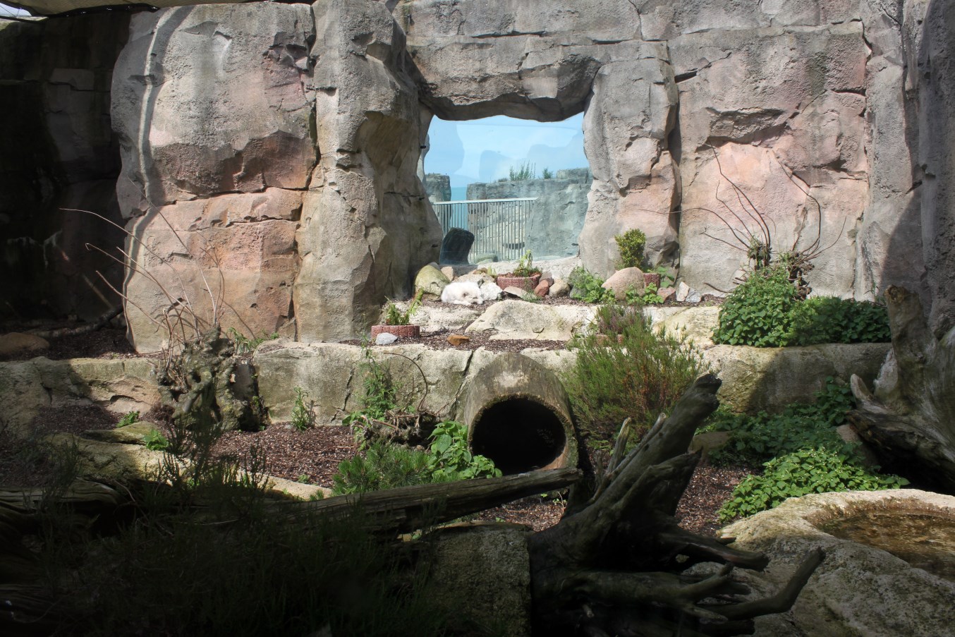 Zoo am Meer - Polar fox exhibit