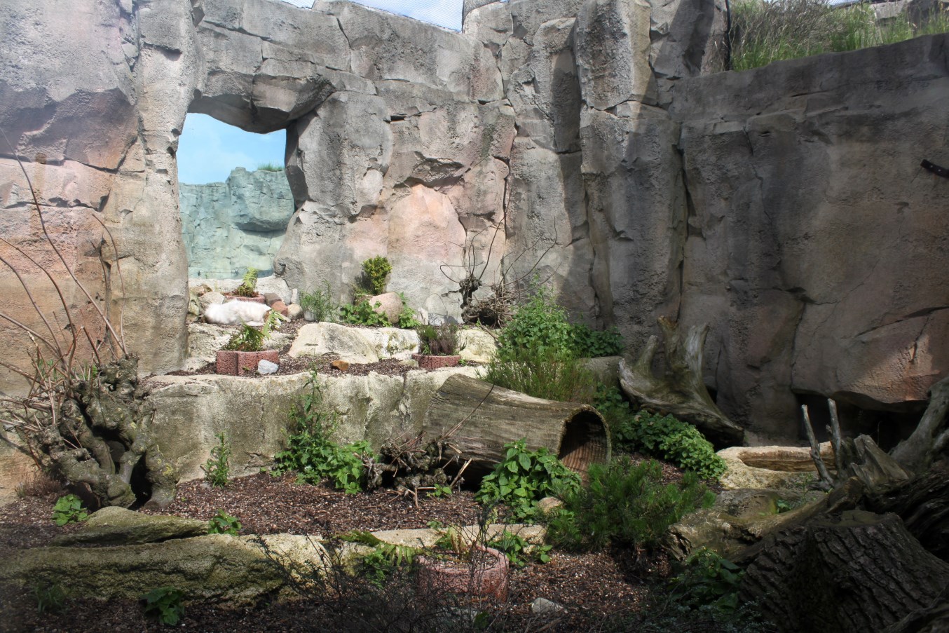 Zoo am Meer - Polar fox exhibit