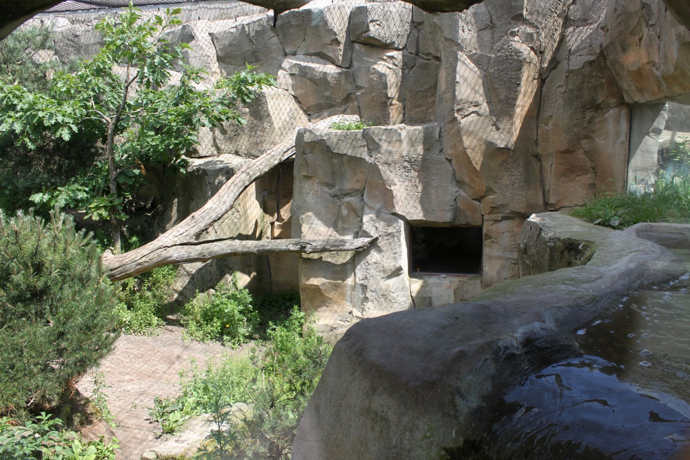Zoo am Meer - Puma exhibit