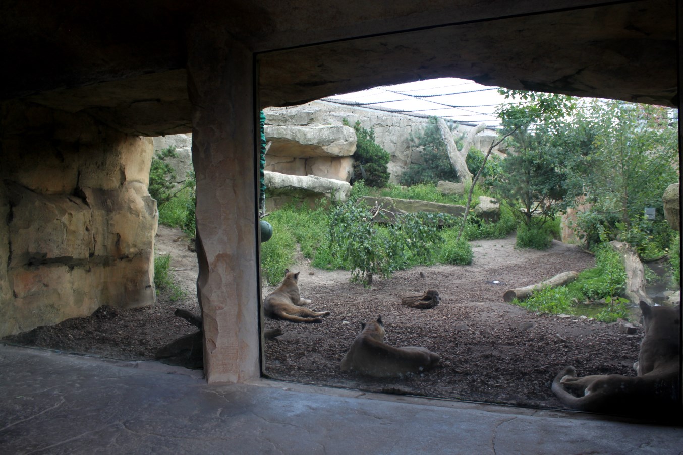 Zoo am Meer - Puma exhibit