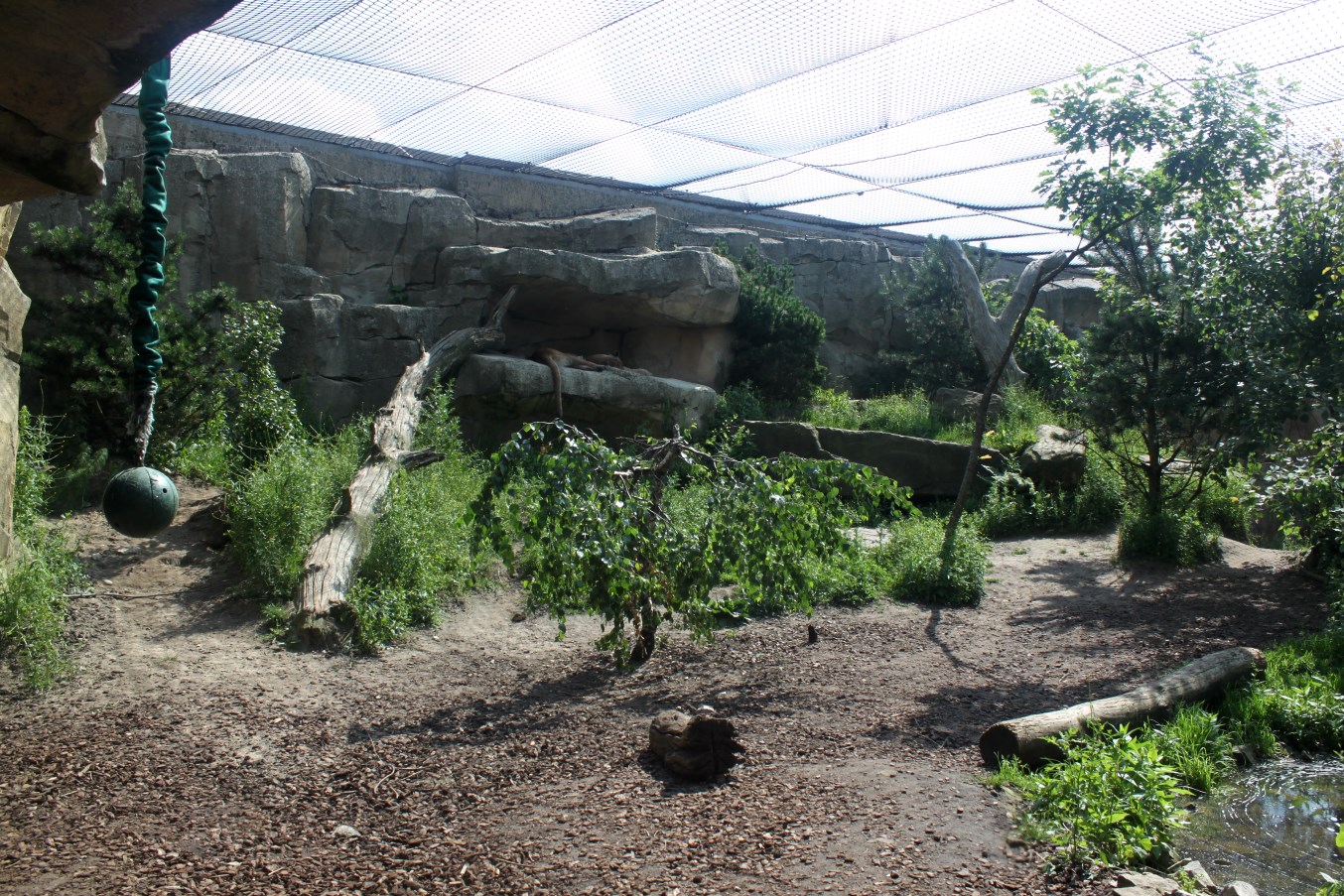Zoo am Meer - Puma exhibit