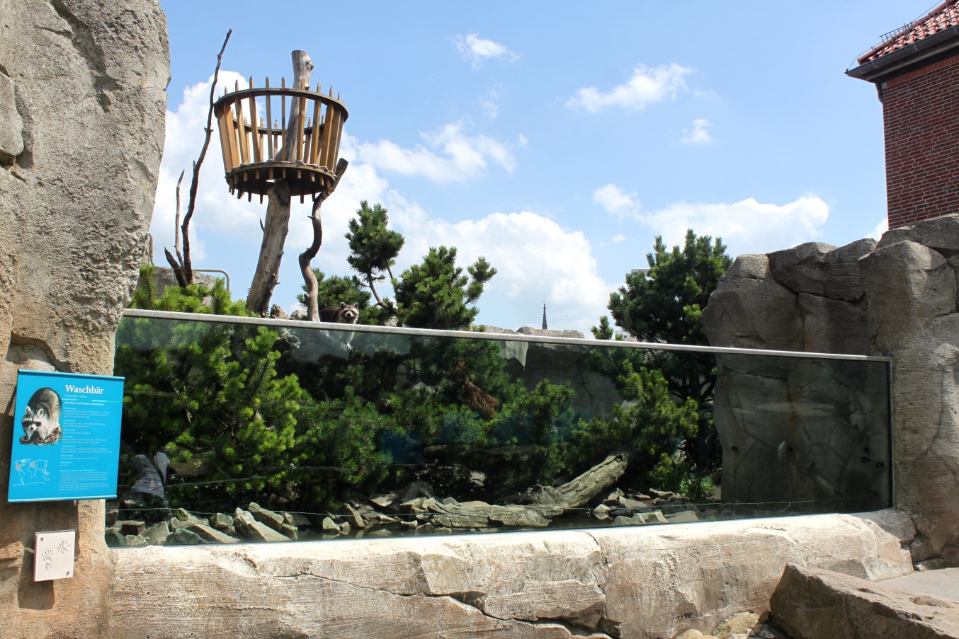 Zoo am Meer - Raccoon exhibit
