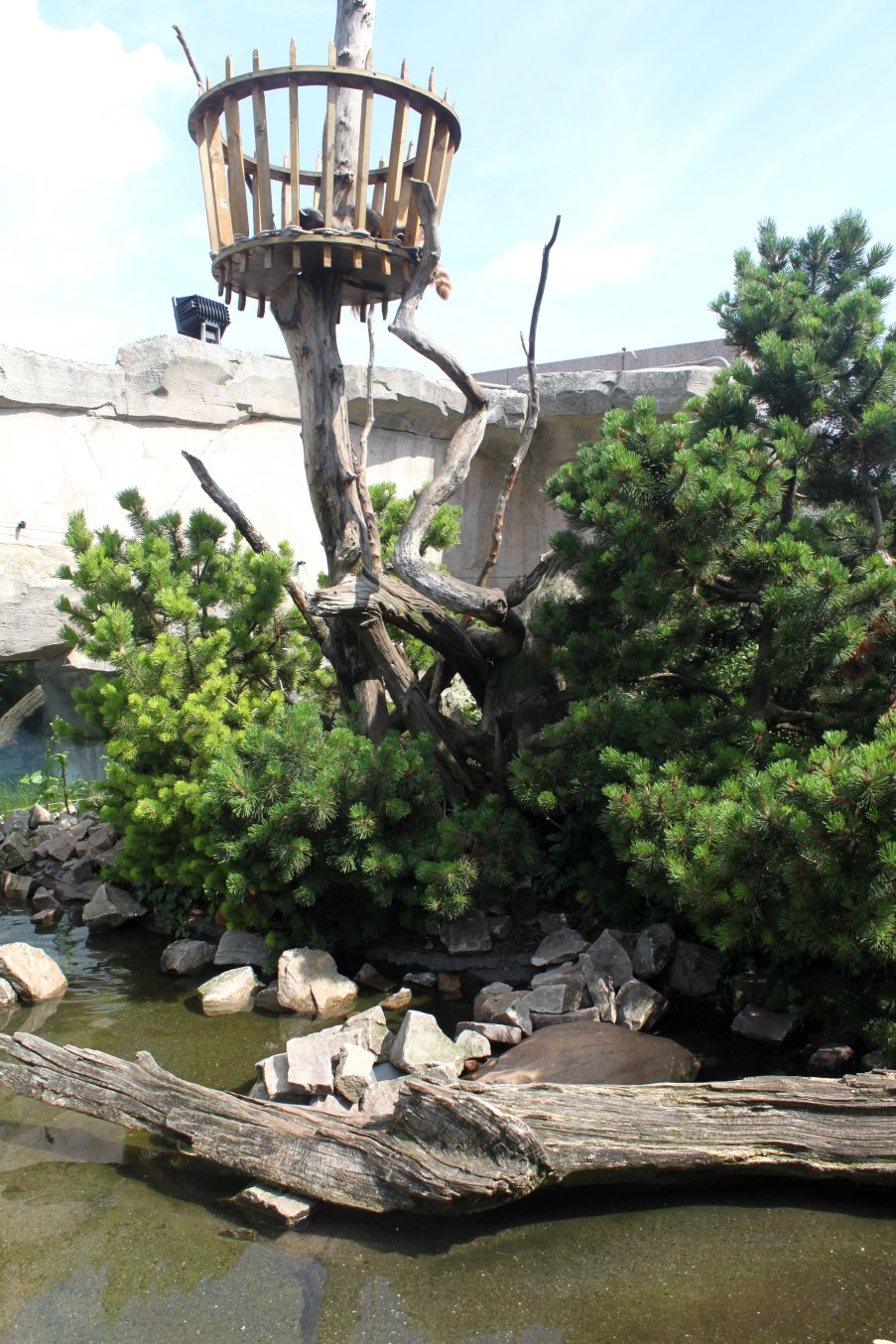Zoo am Meer - Raccoon exhibit