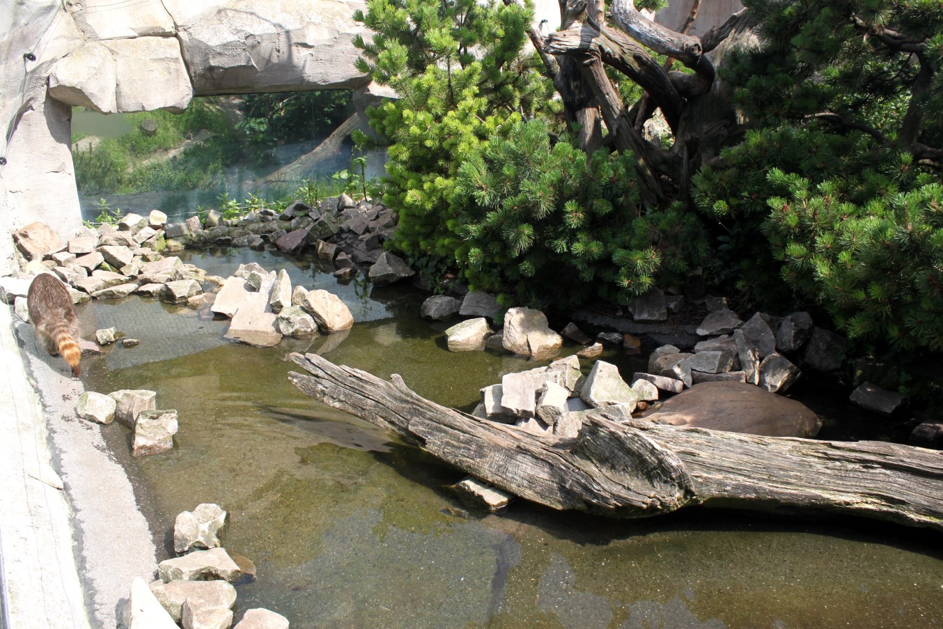 Zoo am Meer - Raccoon exhibit