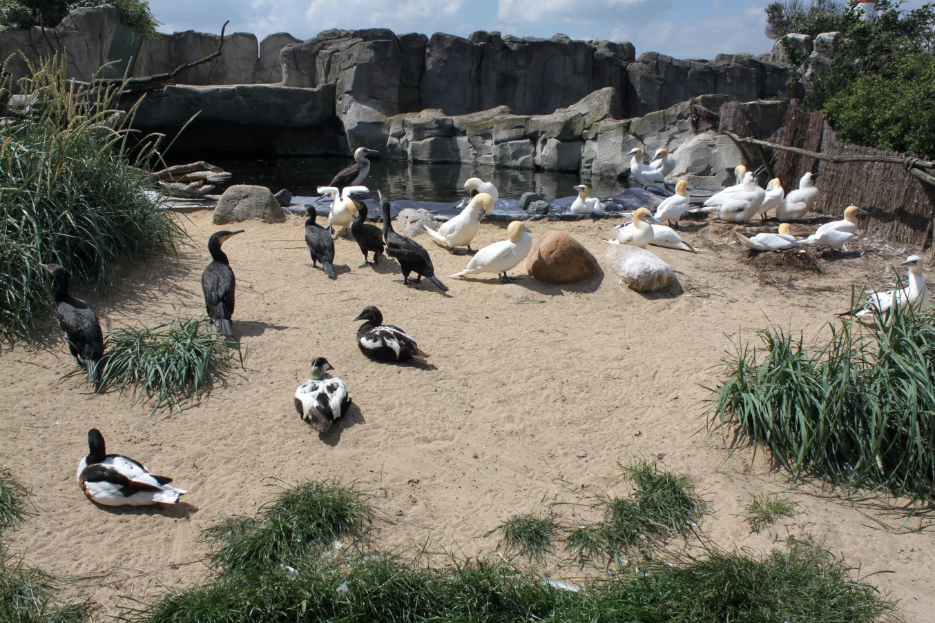 Zoo am Meer - Sea bird exhibit