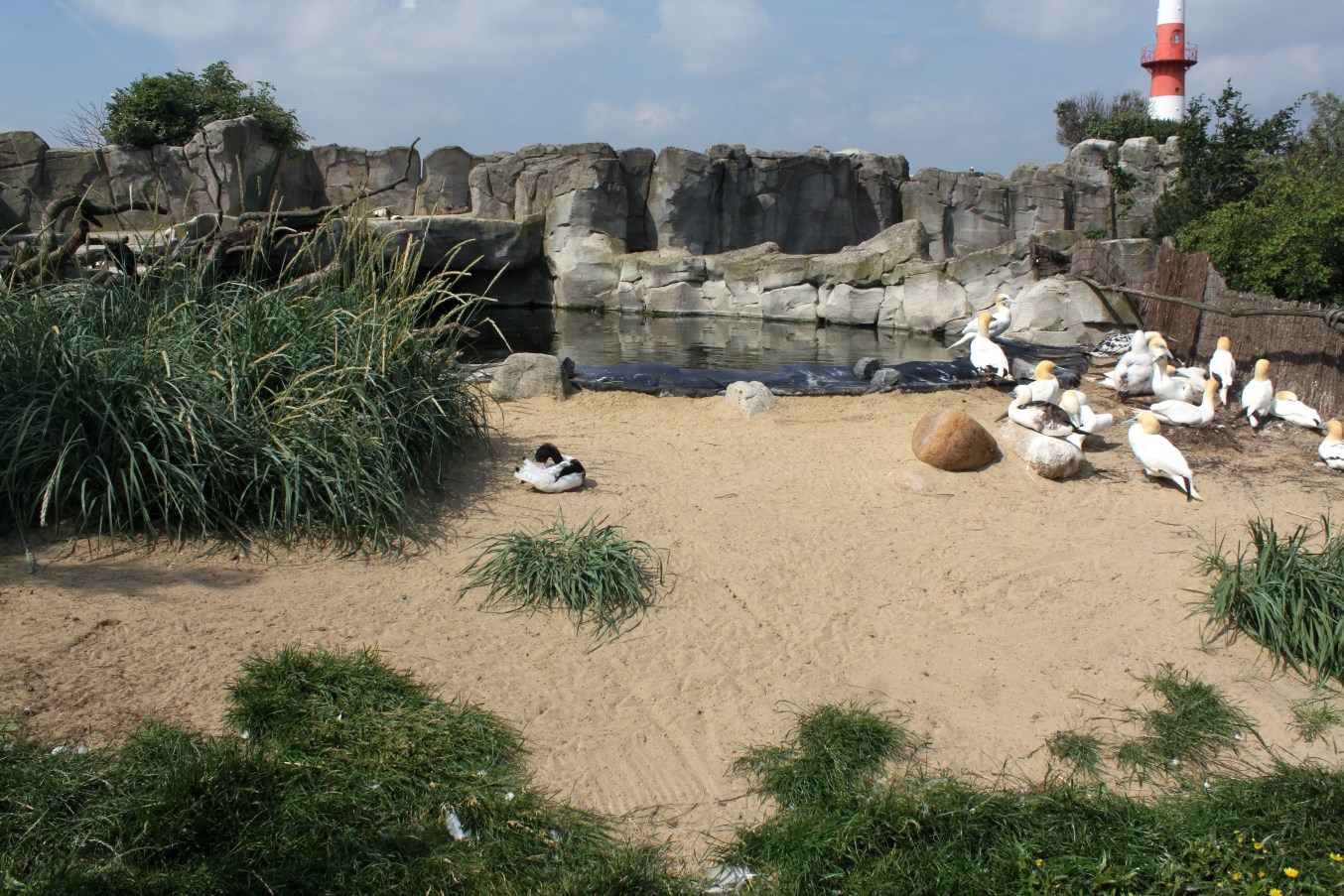 Zoo am Meer - Sea bird exhibit