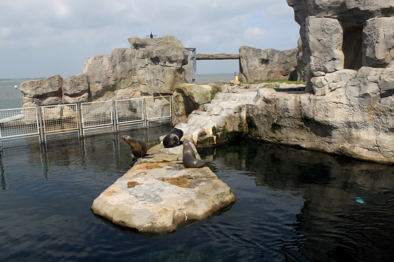Zoo am Meer - Sea lion exhibit