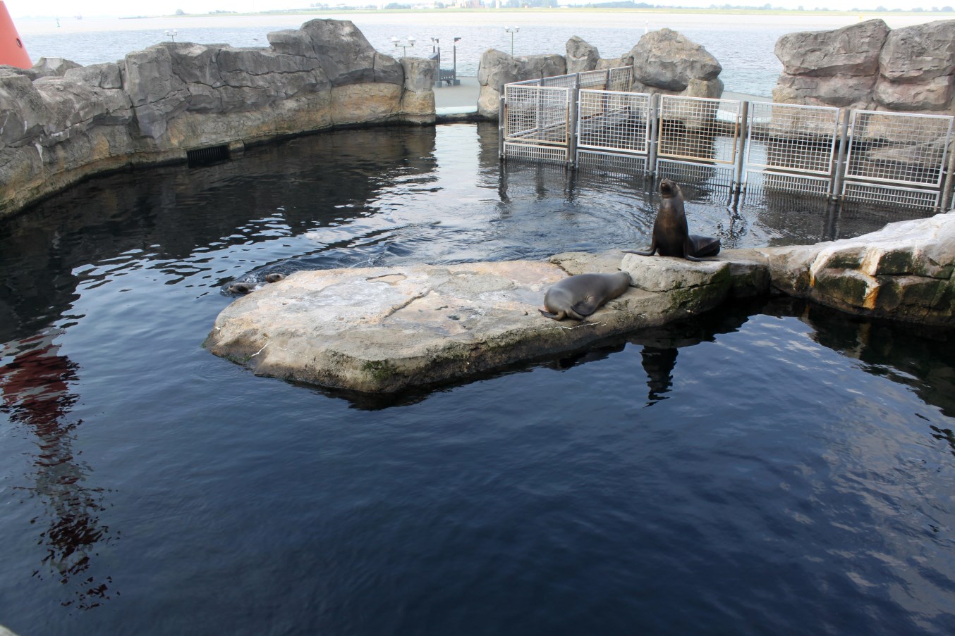 Zoo am Meer - Sea lion exhibit