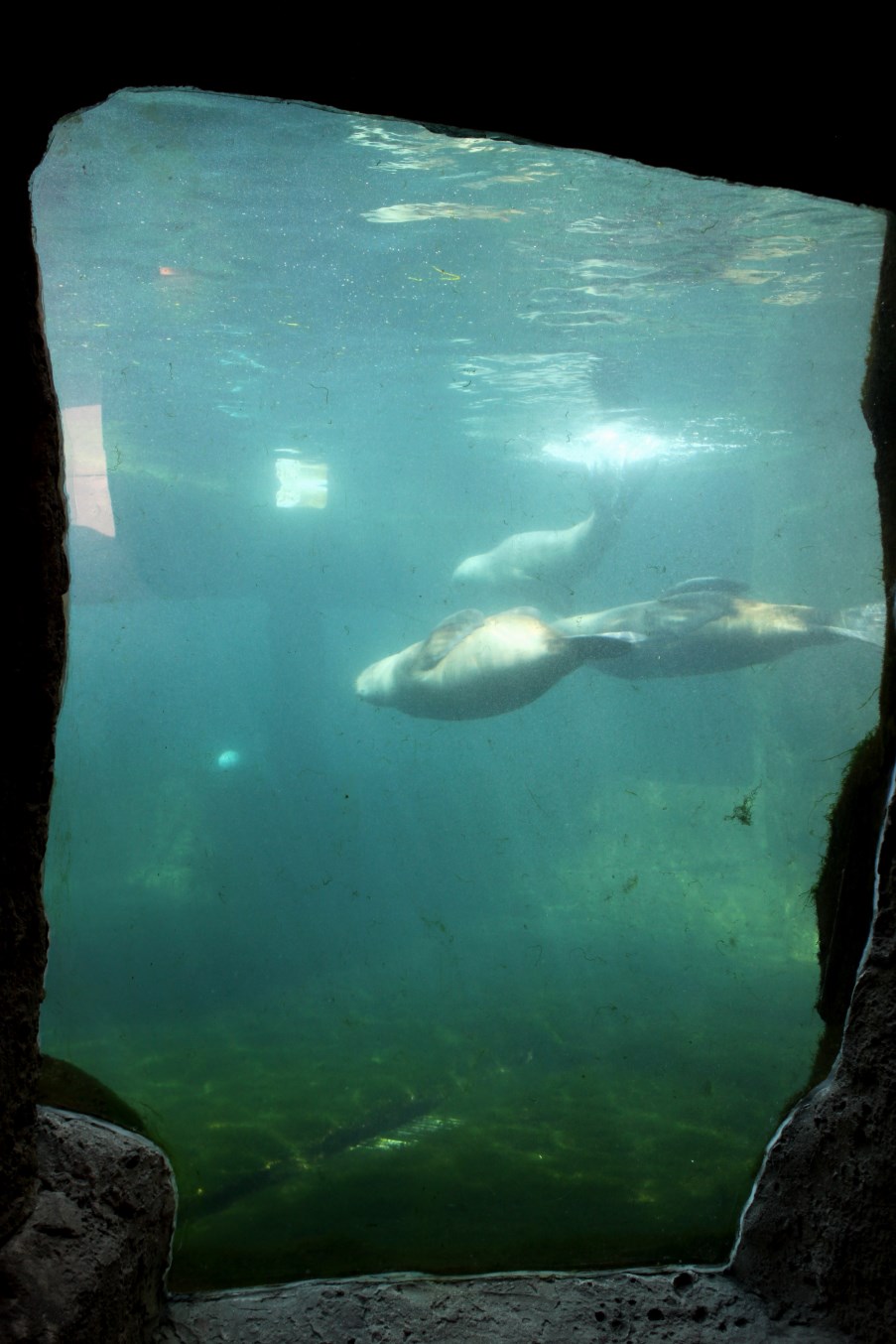 Zoo am Meer - Sea lion underwater viewing