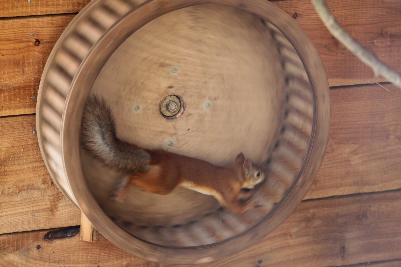 Zoo am Meer - Siberian red squirrel