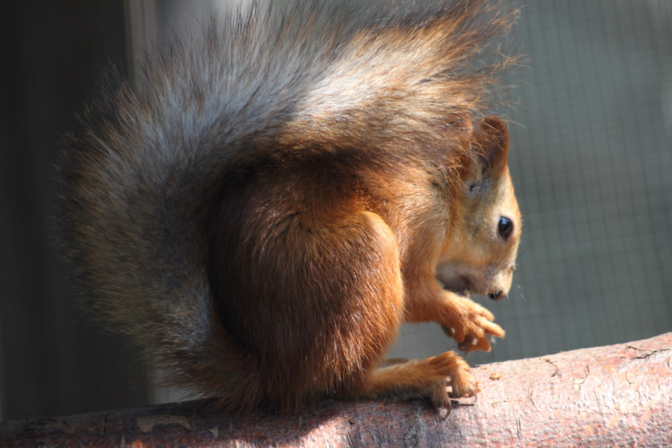 Zoo am Meer - Siberian red squirrel