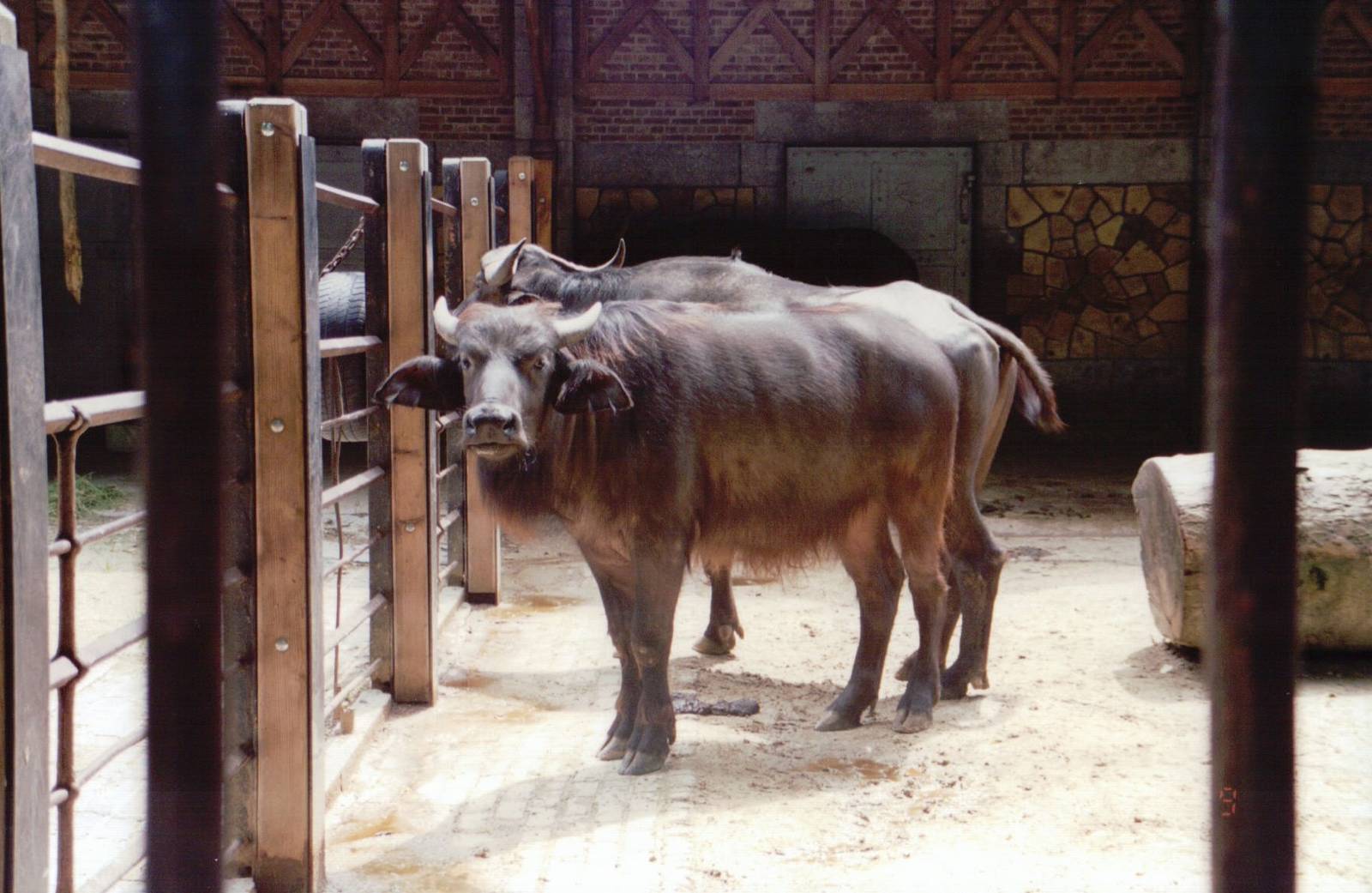 Zoo Antwerpen 1999 - African Buffalo in the Cattle House