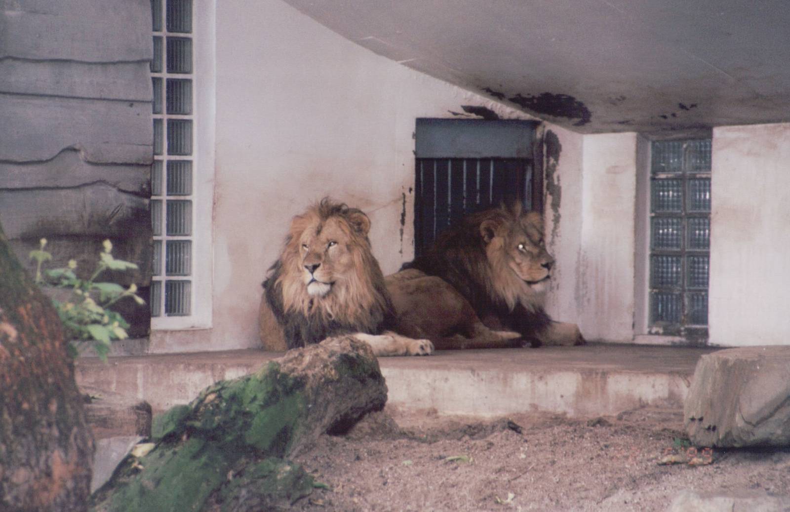 Zoo Antwerpen 1999 - African Lions