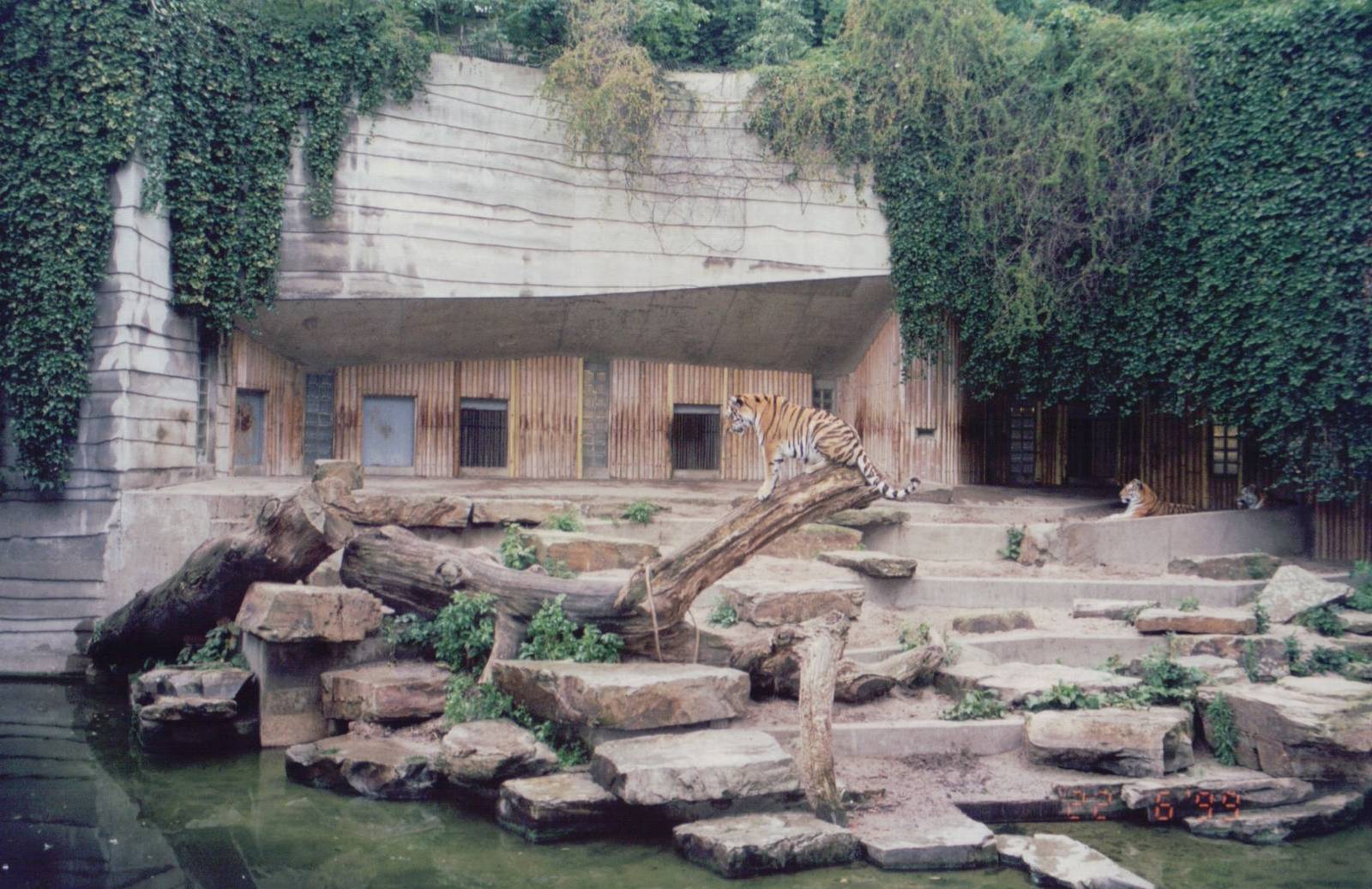 Zoo Antwerpen 1999 - Amur Tiger exhibit