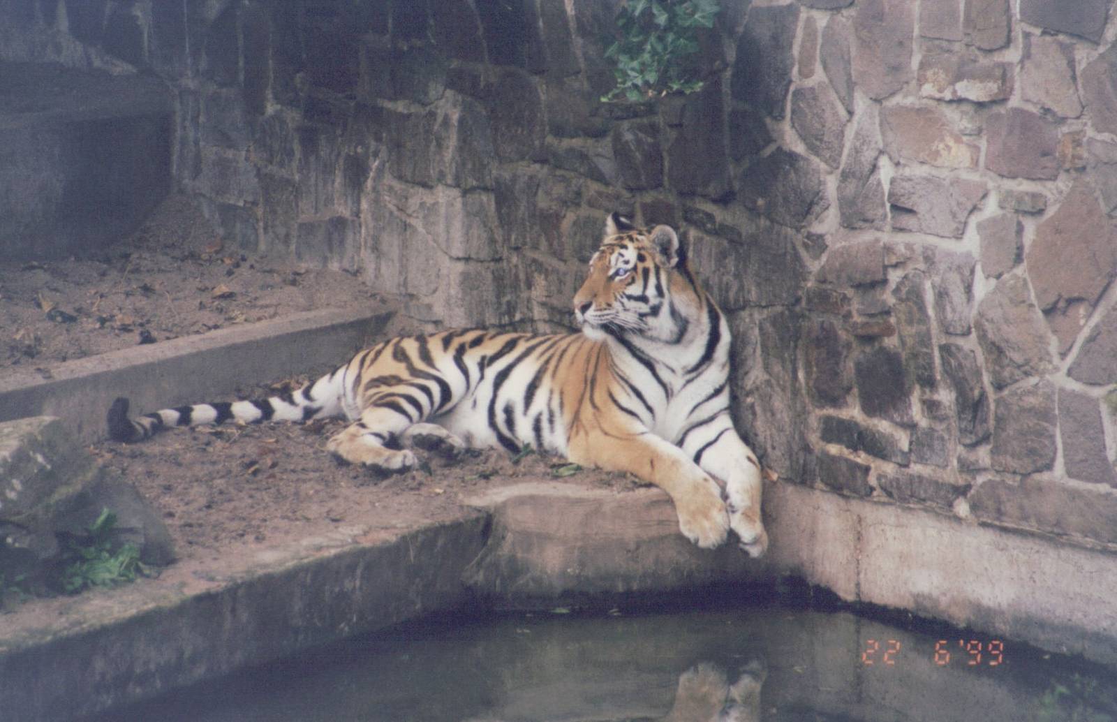 Zoo Antwerpen 1999 - Amur Tiger