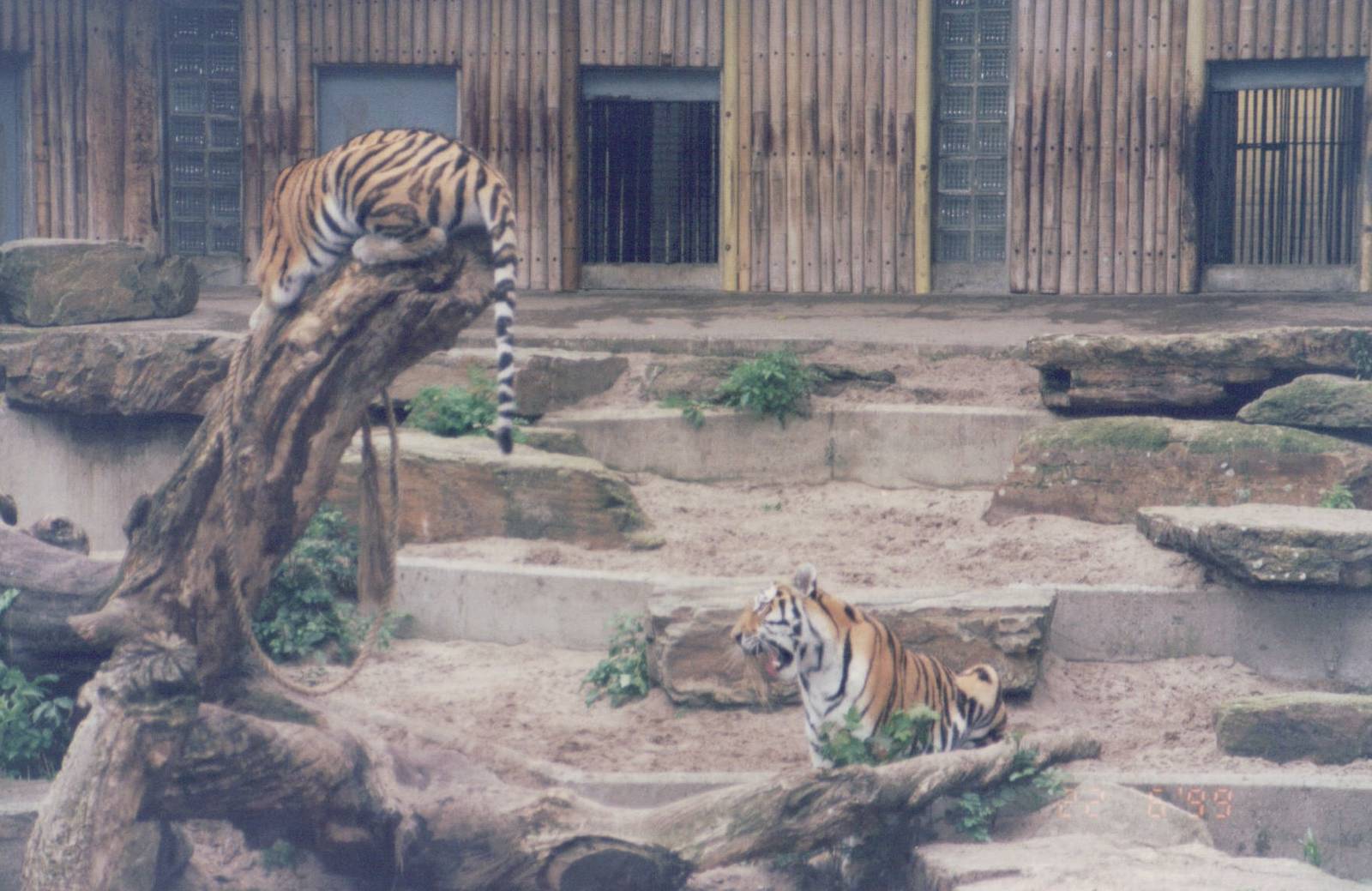 Zoo Antwerpen 1999 - Amur Tigers