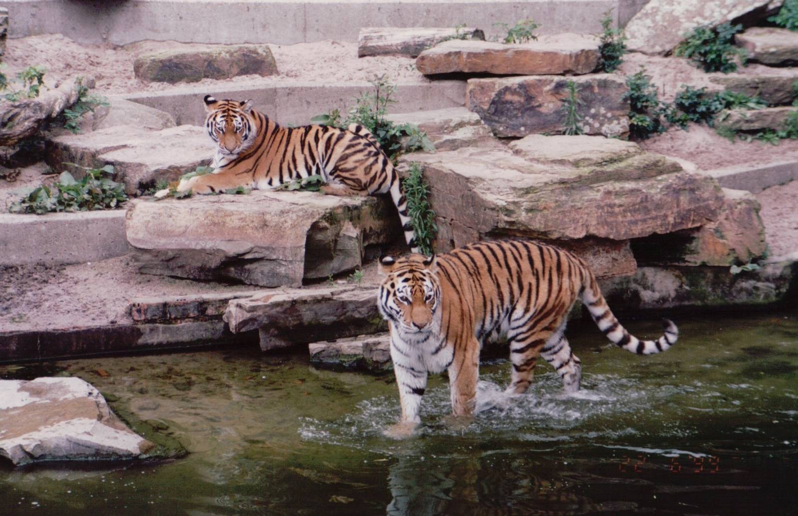 Zoo Antwerpen 1999 - Amur Tigers