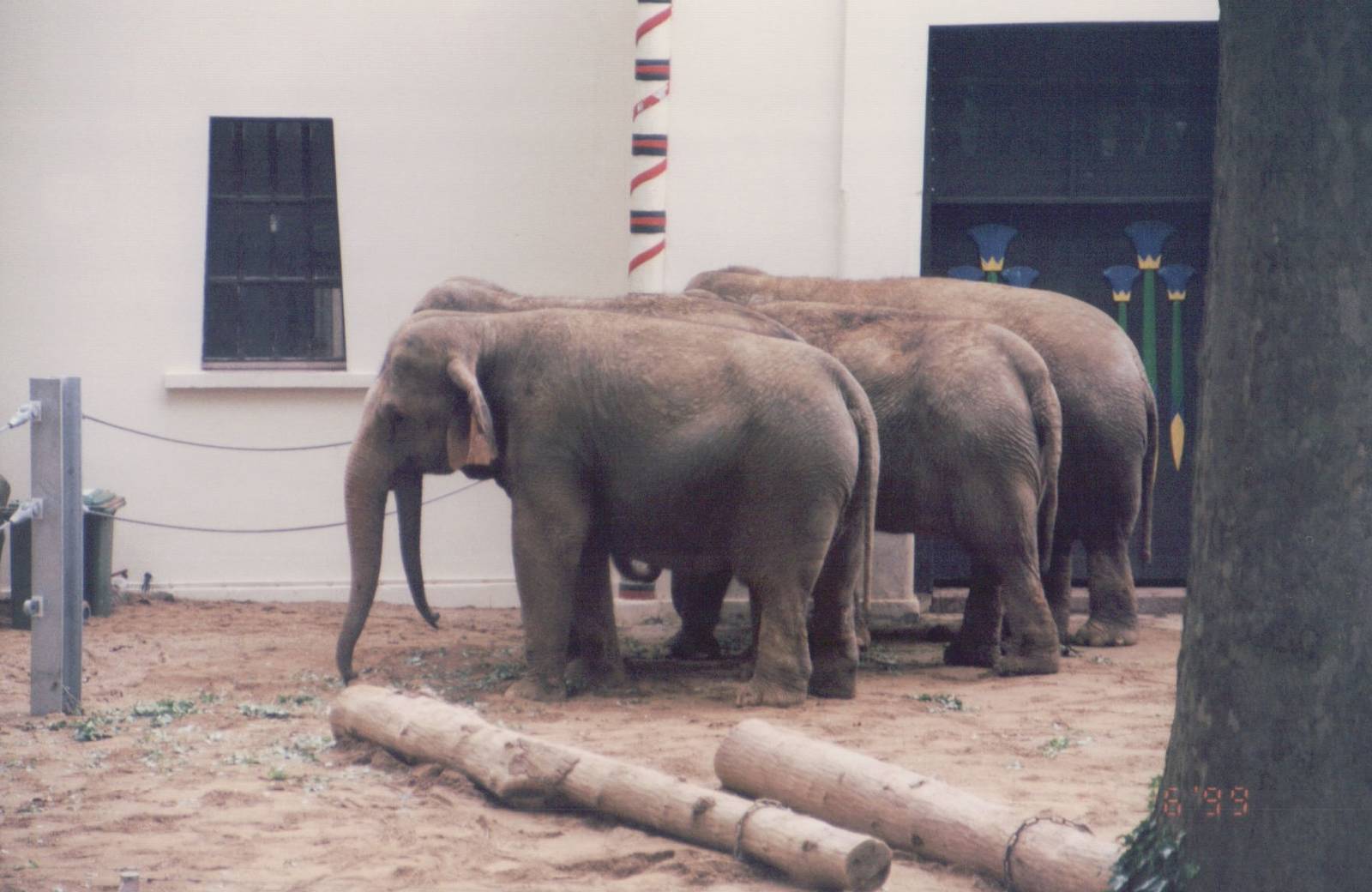 Zoo Antwerpen 1999 - Asiatic Elephants