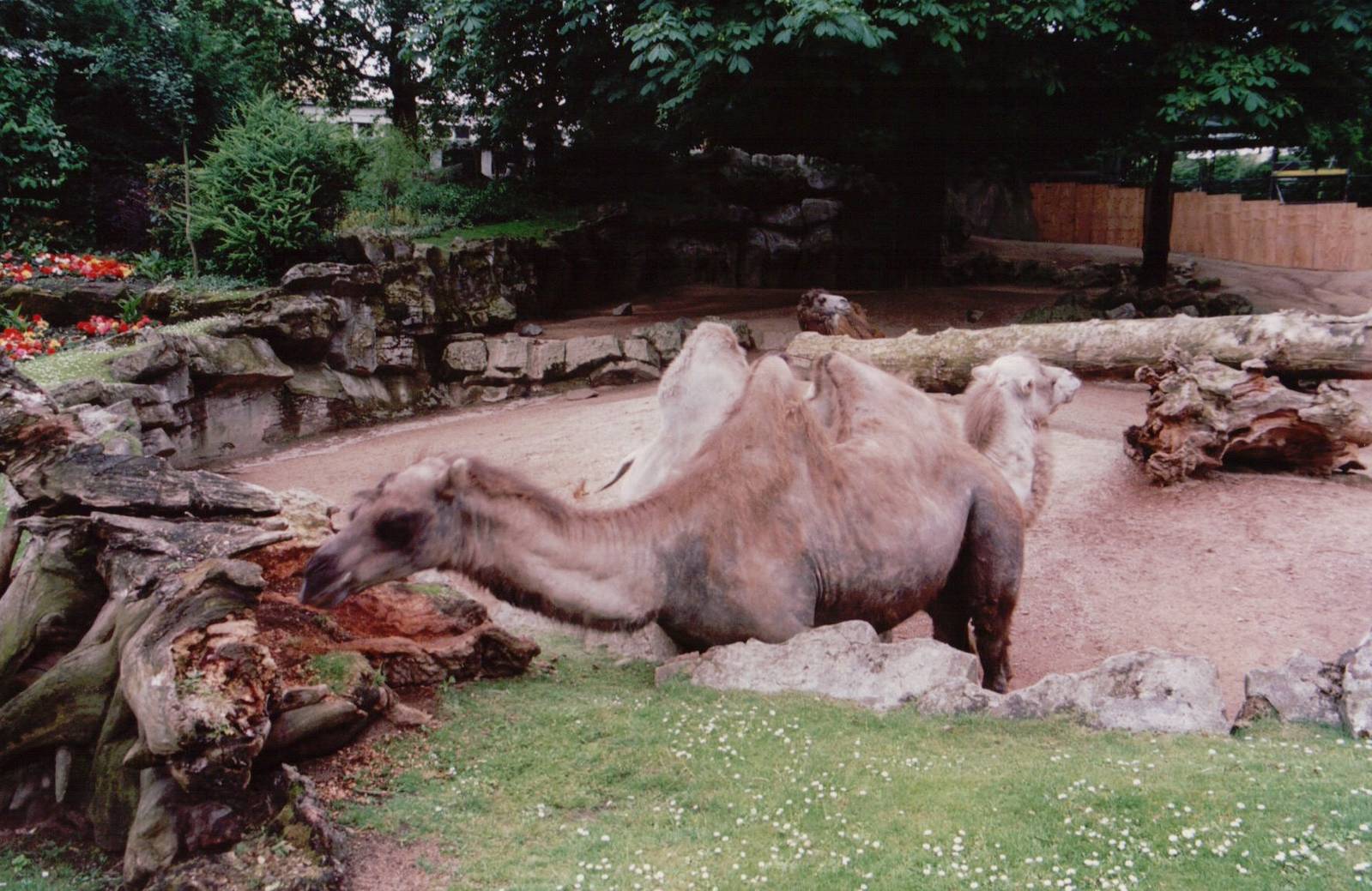 Zoo Antwerpen 1999 - Bactrian Camel