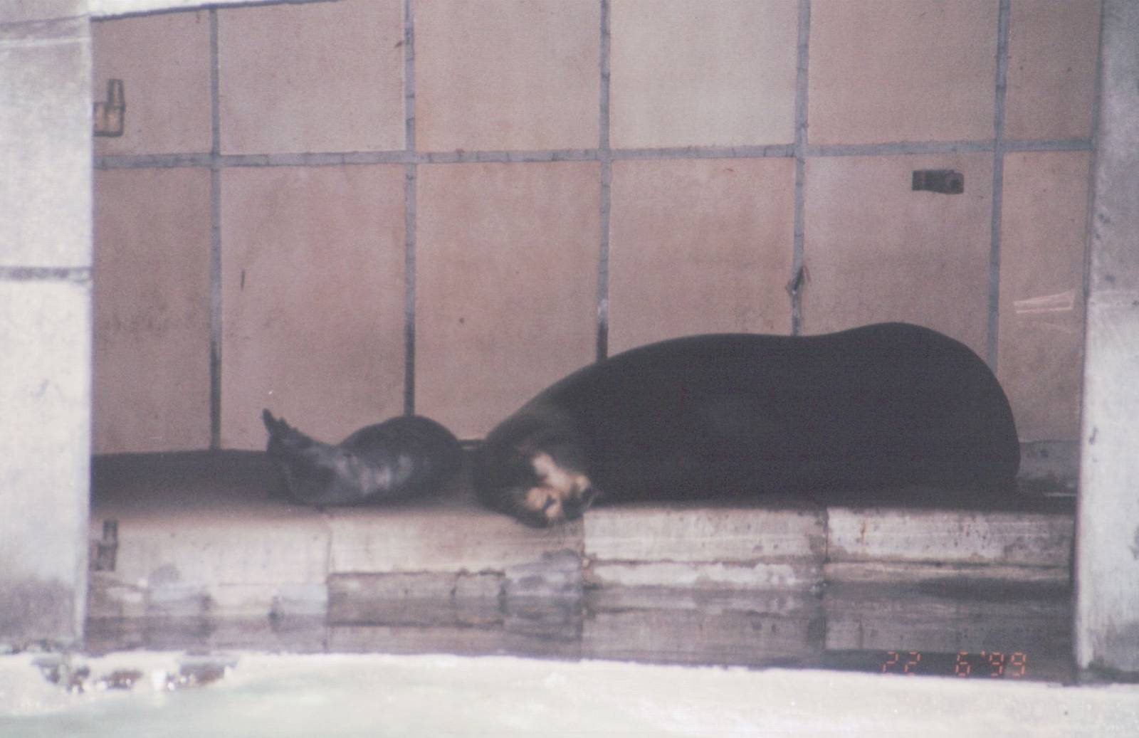 Zoo Antwerpen 1999 - California Sea Lion and pup