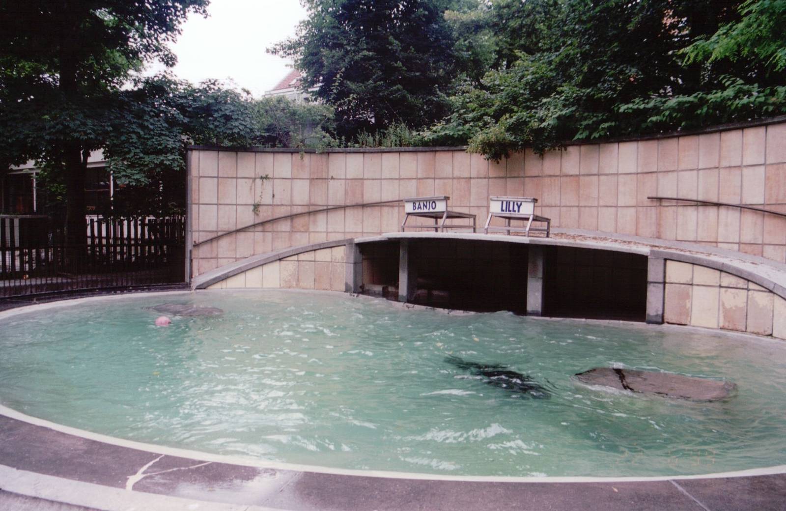 Zoo Antwerpen 1999 - California Sea Lion pool