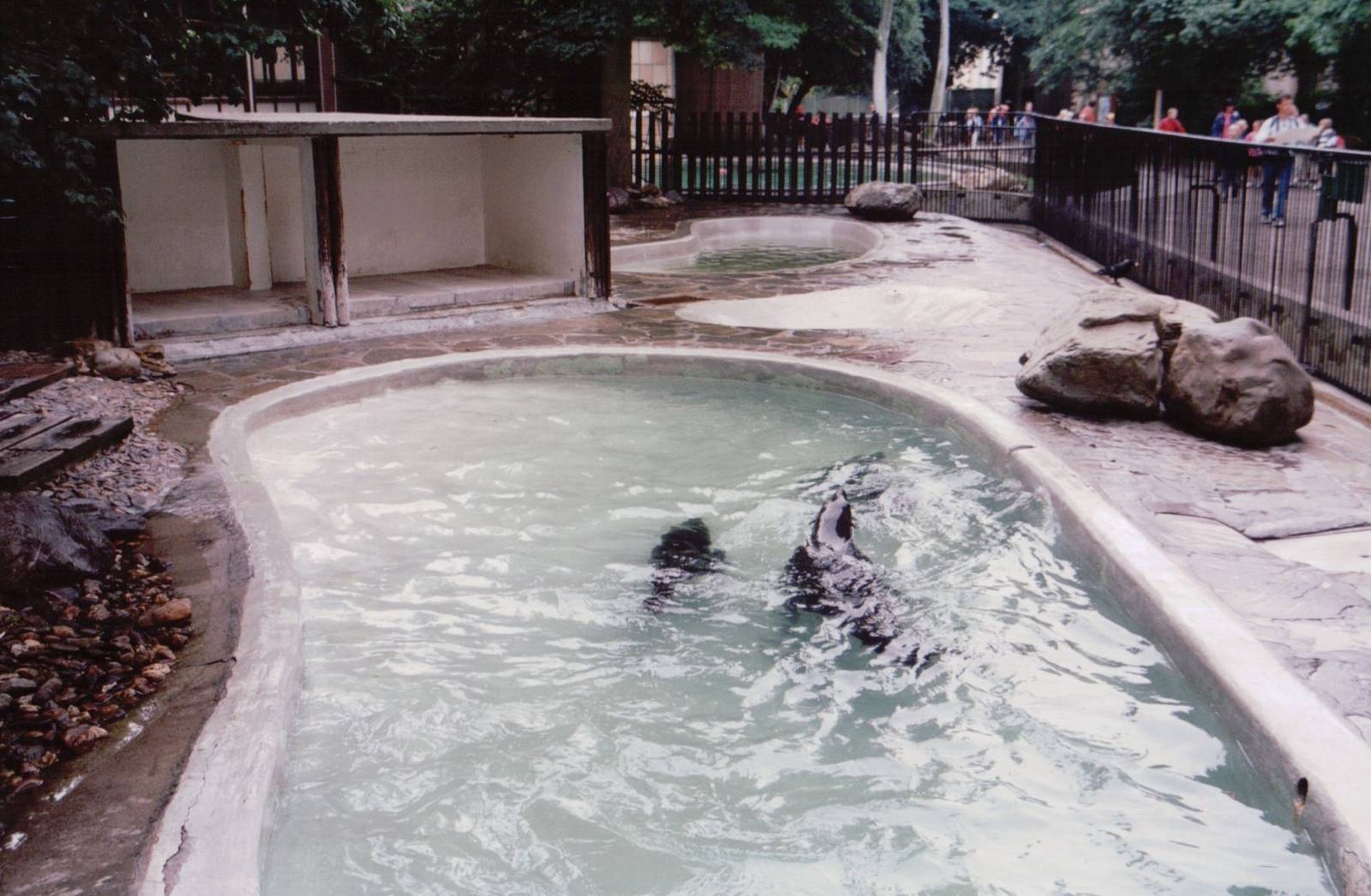 Zoo Antwerpen 1999 - Cape Fur Seal exhibit