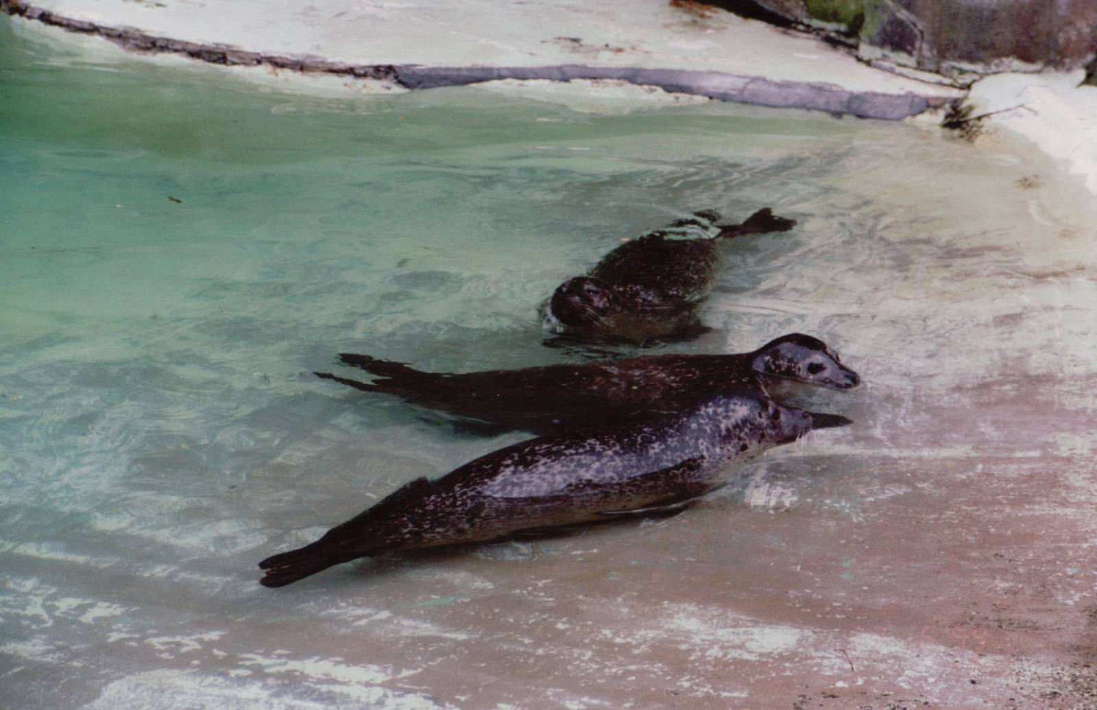 Zoo Antwerpen 1999 - Common Seals in the former Southern Elephant Seal exhi