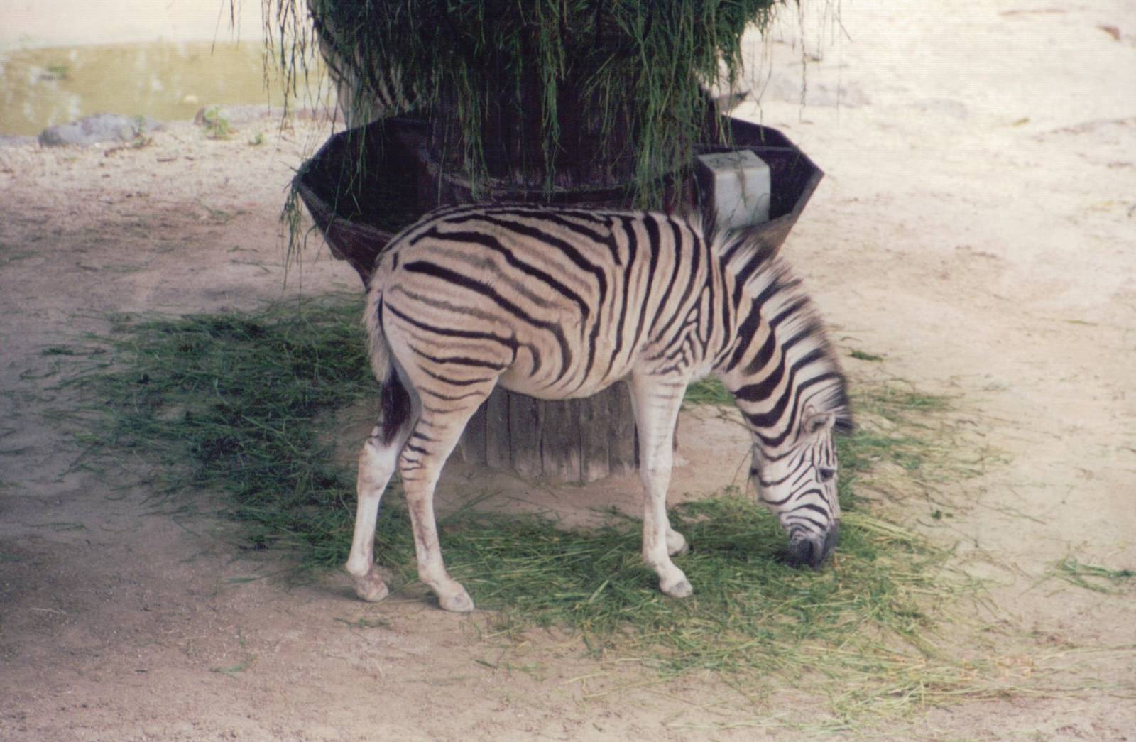 Zoo Antwerpen 1999 - Damara Zebra foal