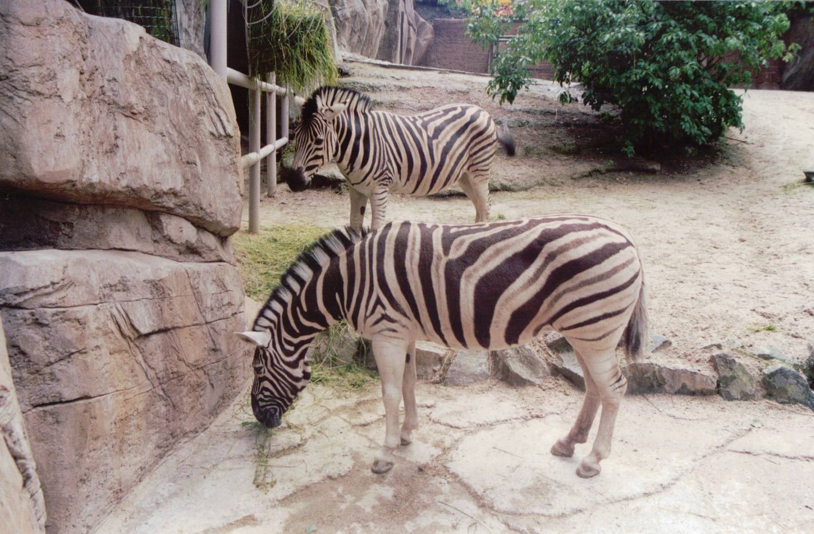 Zoo Antwerpen 1999 - Damara Zebra