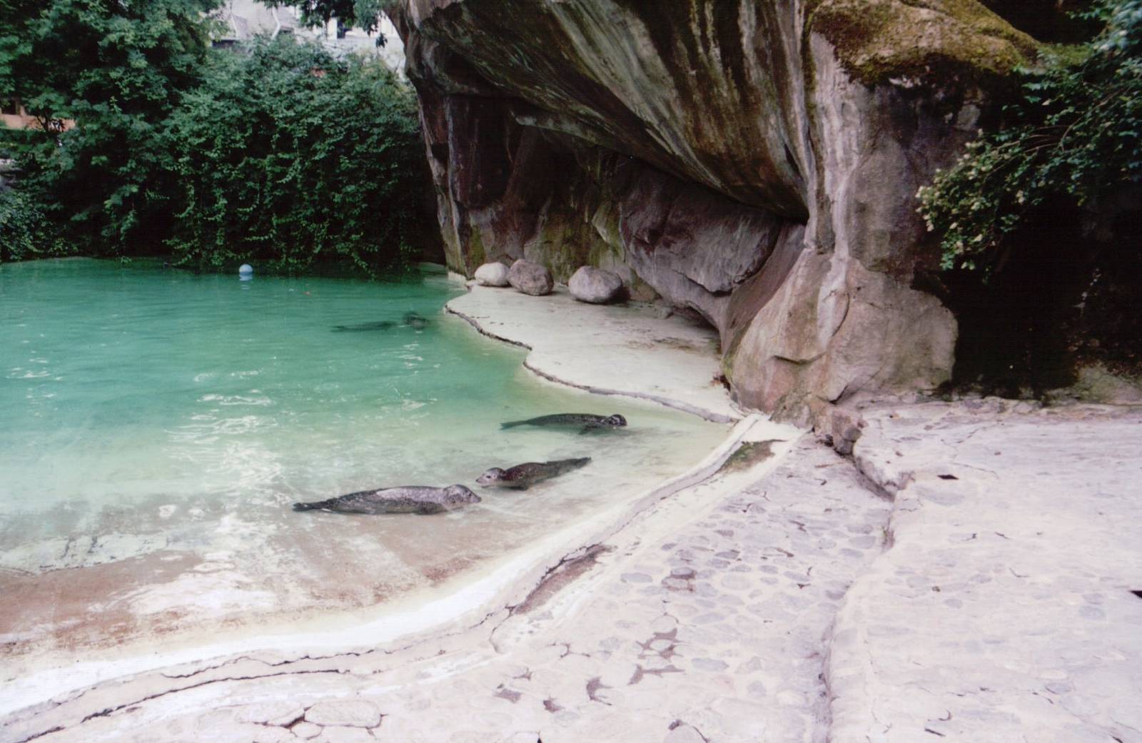 Zoo Antwerpen 1999 - Former Southern Elephant Seal exhibit