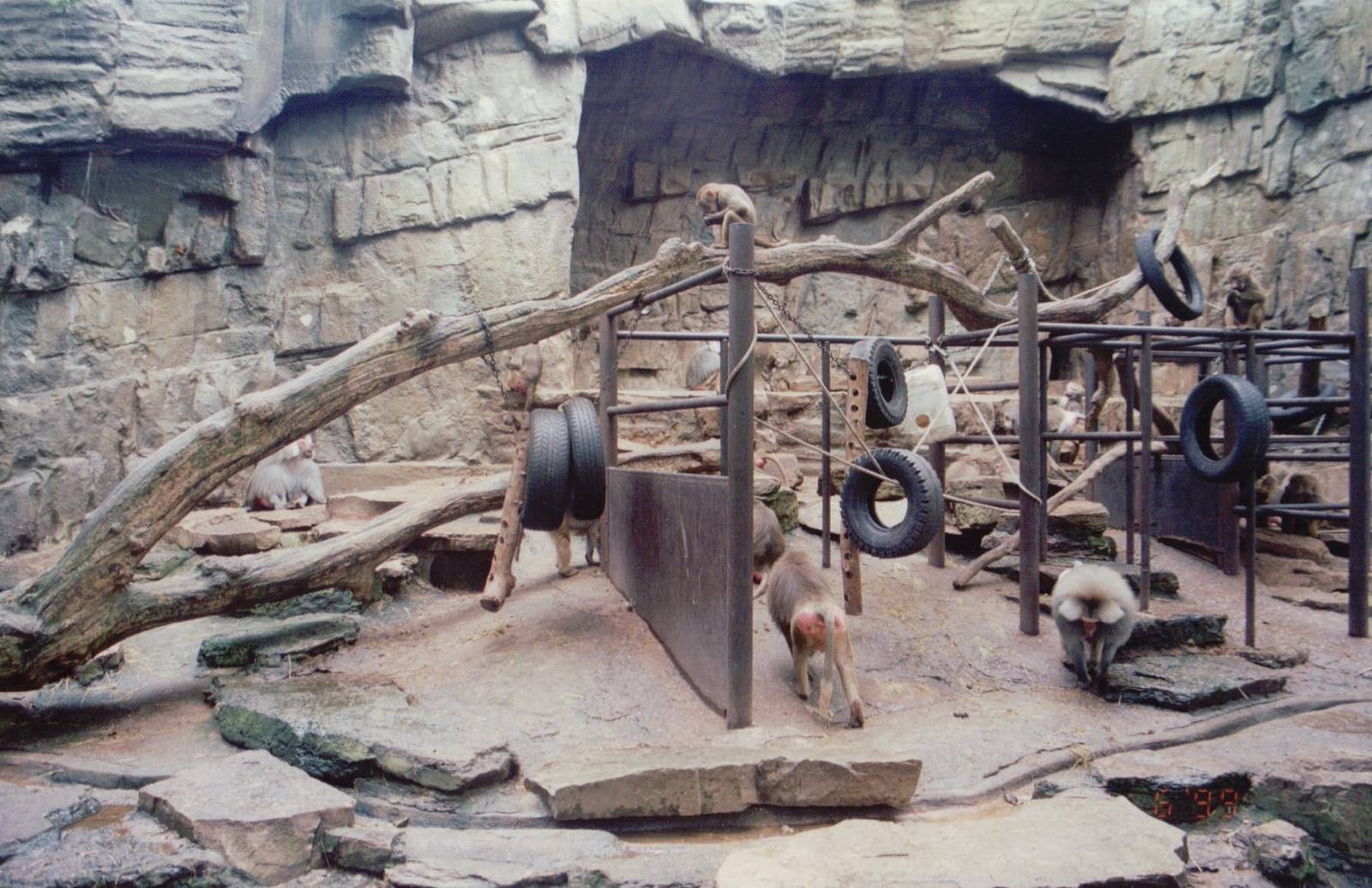 Zoo Antwerpen 1999 - Hamadryas Baboon exhibit