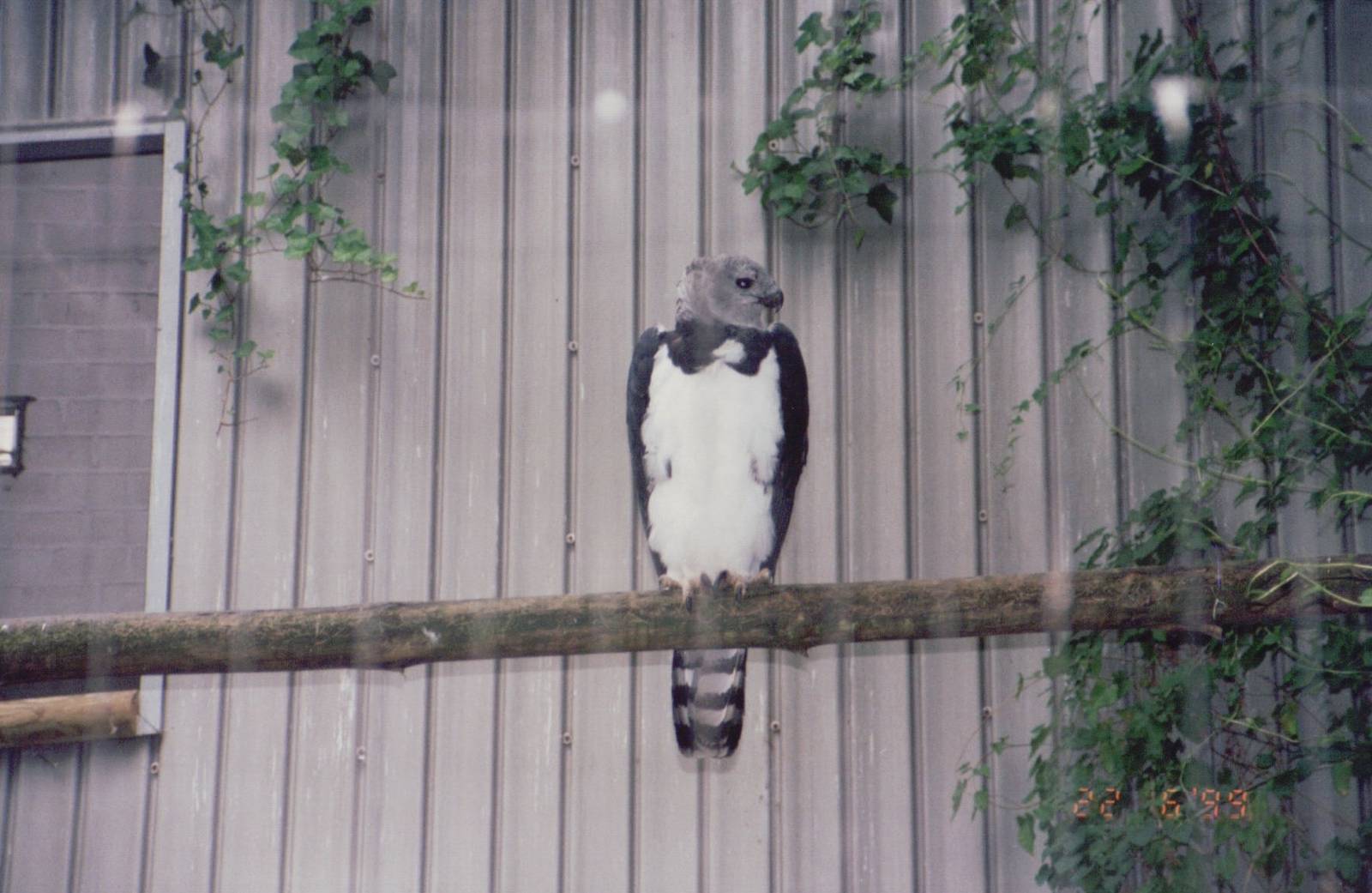 Zoo Antwerpen 1999 - Harpy Eagle