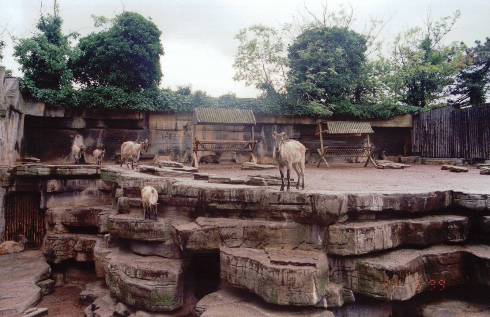 Zoo Antwerpen 1999 - Himalayan Tahr exhibit