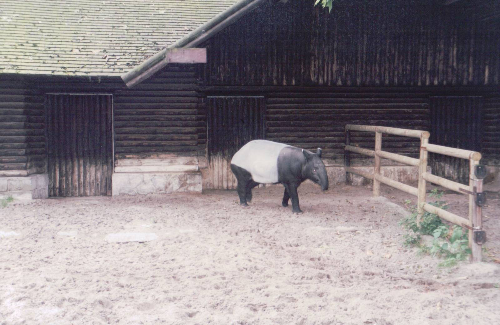Zoo Antwerpen 1999 - Malayan Tapir