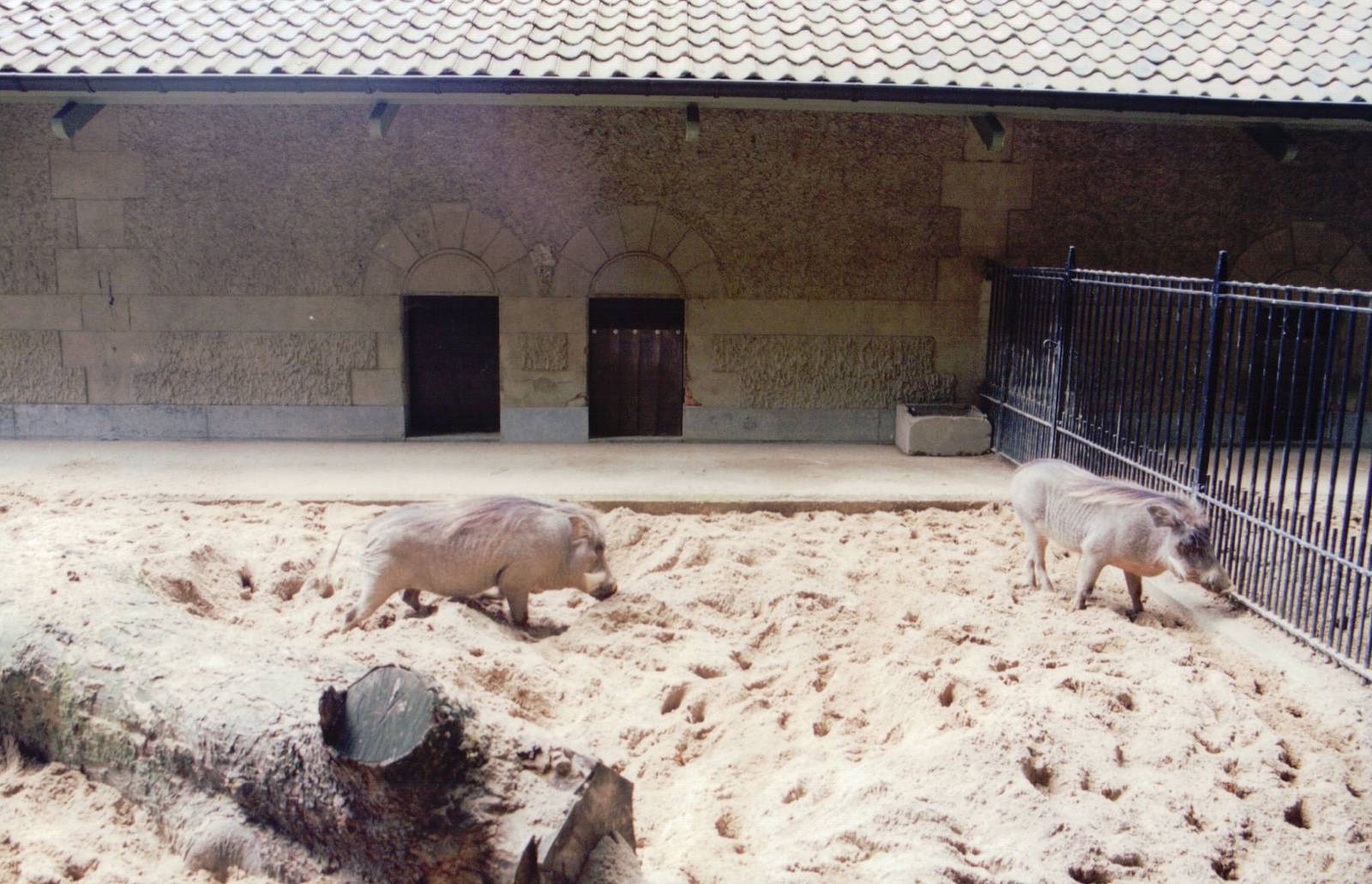 Zoo Antwerpen 1999 - Northern Warthog in the Suid and Peccary House