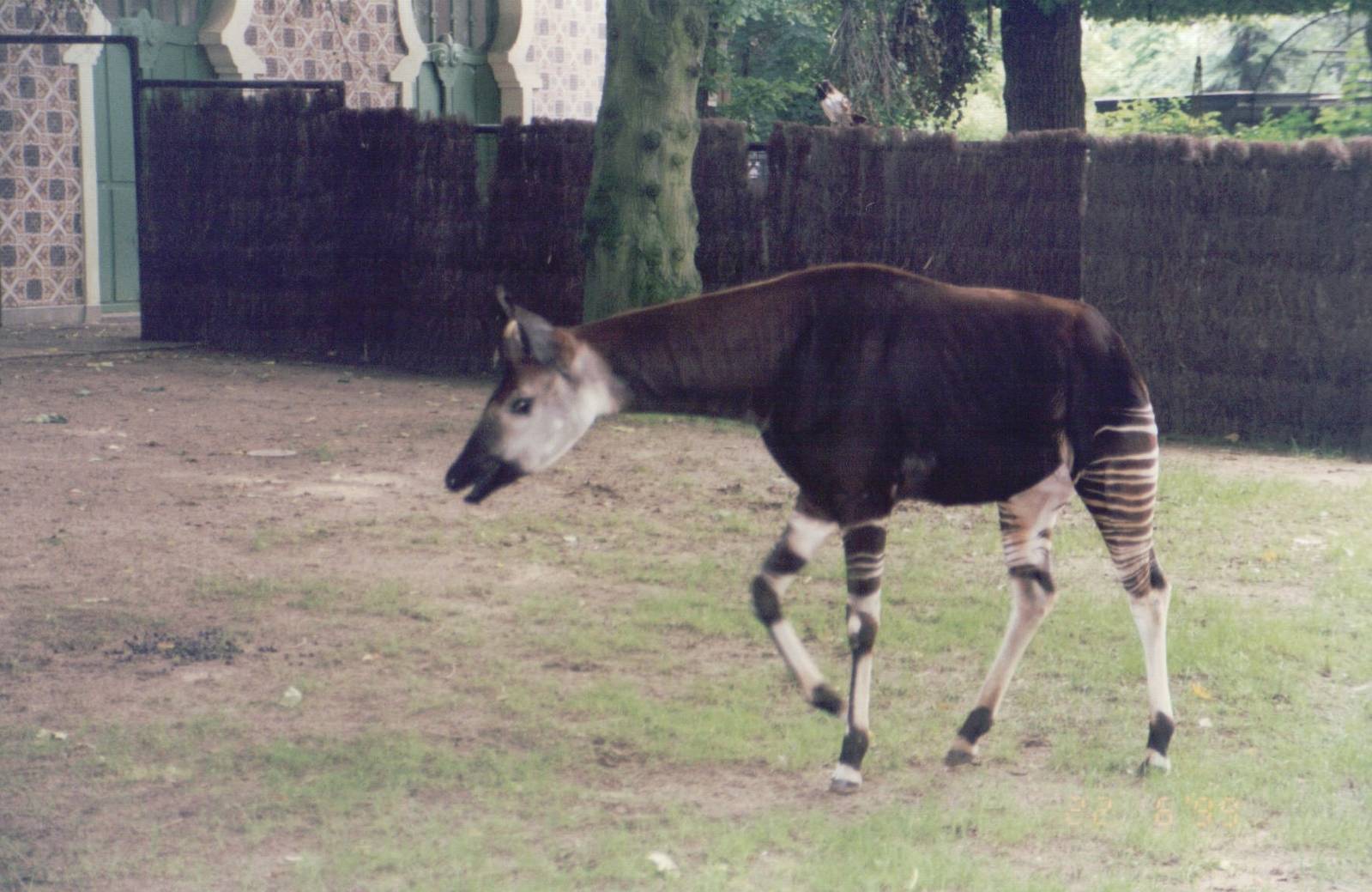 Zoo Antwerpen 1999 - Okapi