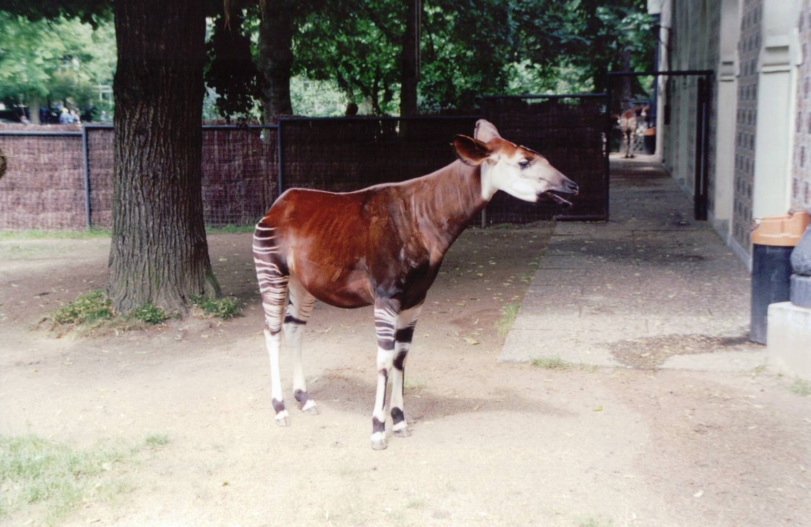 Zoo Antwerpen 1999 - Okapi