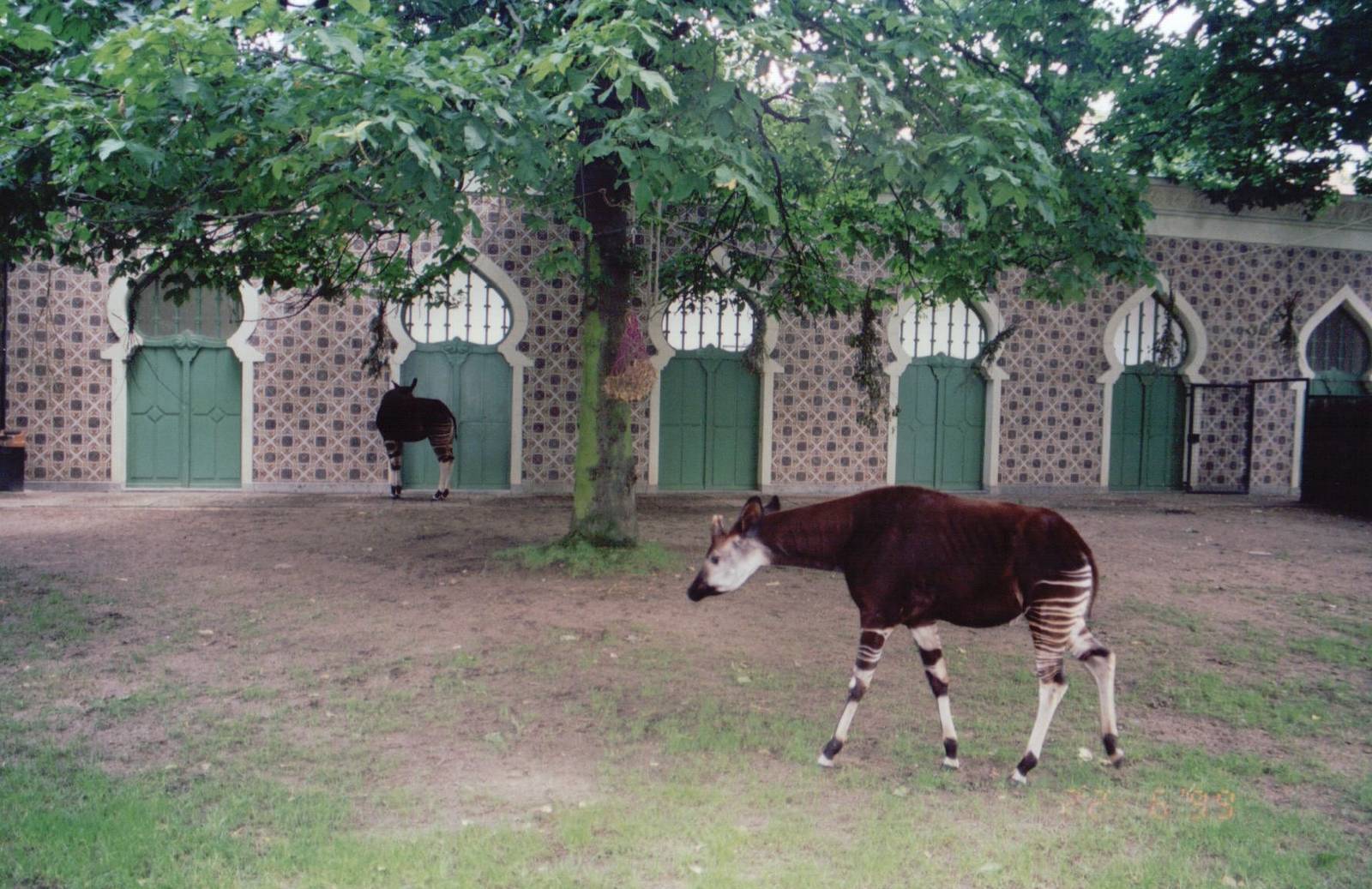 Zoo Antwerpen 1999 - Part of an Okapi exhibit