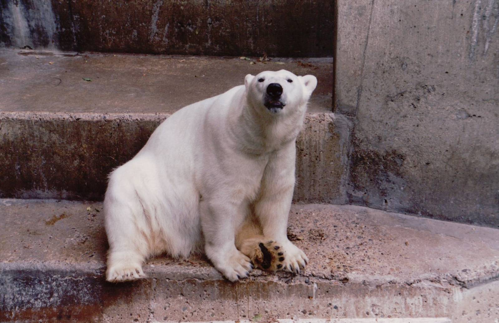 Zoo Antwerpen 1999 - Polar Bear