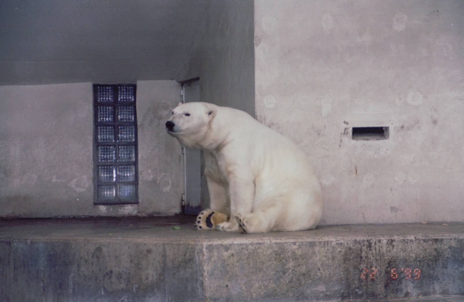 Zoo Antwerpen 1999 - Polar Bear