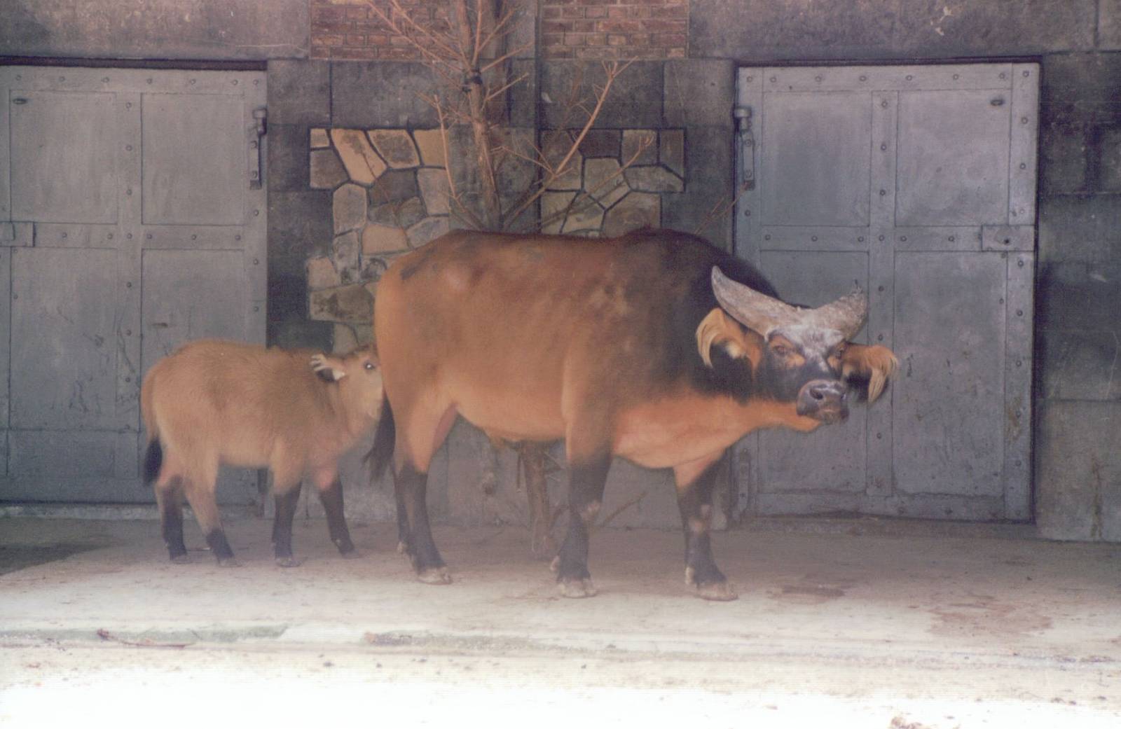 Zoo Antwerpen 1999 - Red Buffalo in the Cattle House