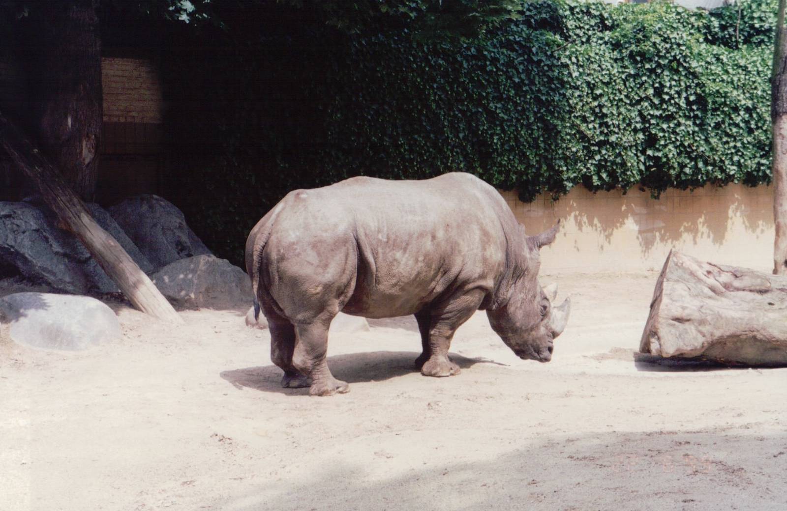 Zoo Antwerpen 1999 - White Rhinoceros