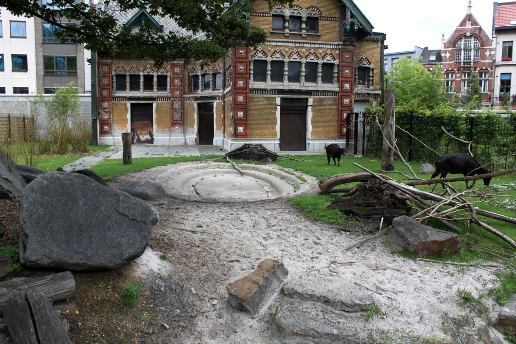 ZOO Antwerpen - Anoa exhibit