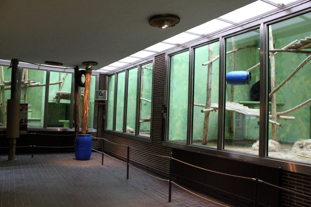 ZOO Antwerpen - Ape House (Chimp/gorilla)