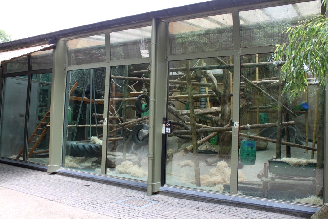 ZOO Antwerpen - Ape House (Chimpanzee)