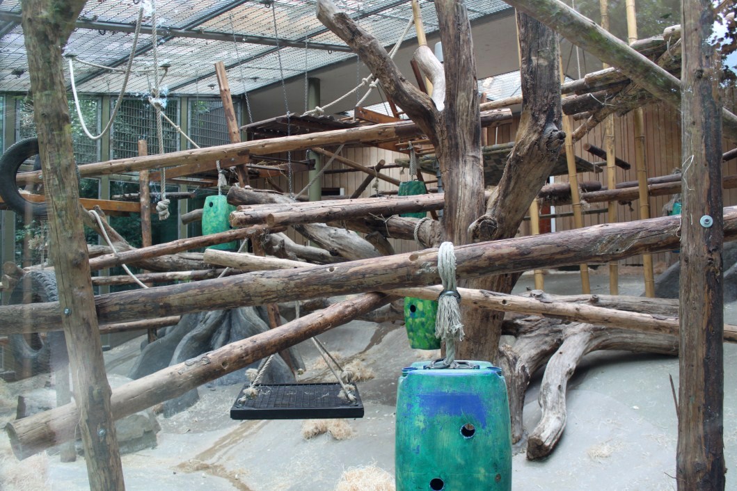 ZOO Antwerpen - Ape House (Chimpanzee)