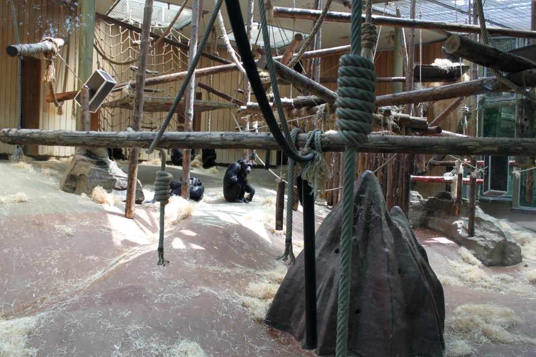 ZOO Antwerpen - Ape House (Chimpanzee)