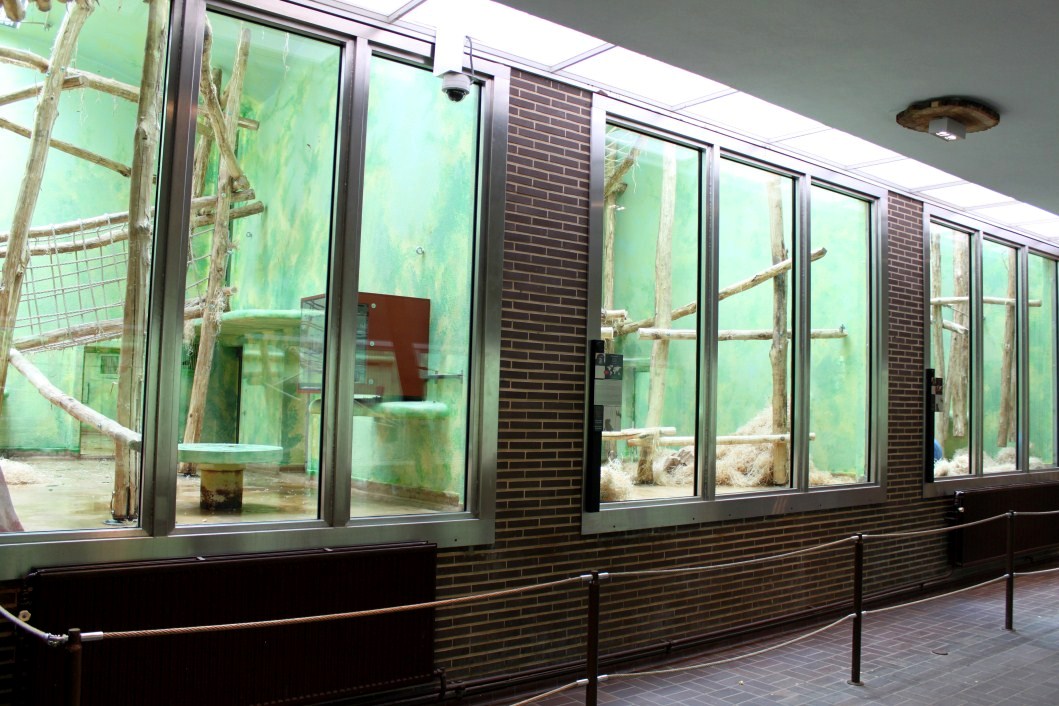 ZOO Antwerpen - Ape House (Chimpanzee)